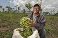 Carlos Alberto Ascencio, un pequeño productor de El Salvador, ha puesto en práctica las prácticas de Agua y Suelo para la Agricultura para restaurar la tierra de su finca y tener una mayor producción de su cultivo de Loroco, una flor comestible de alta demanda en el mercado local.
