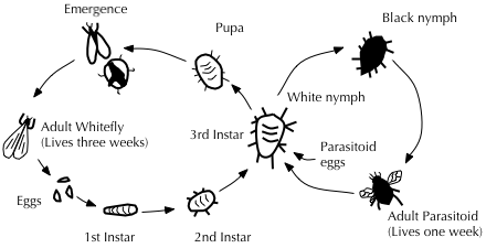 File:Waspcycle.png