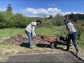 Victor and Rotary Club volunteer dumping in pea gravel with a wheelbarrow
