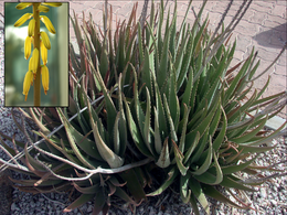 File:260px-Aloe vera flower inset.png