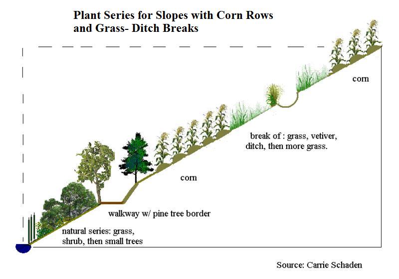 File:Plant Series buffers and ditches (1).jpg