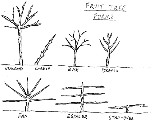 File:Fruittreeforms.png