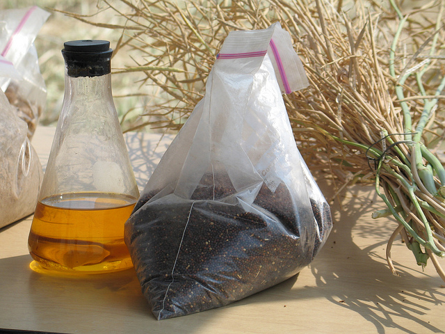 File:Canola Oil and Seeds.jpg