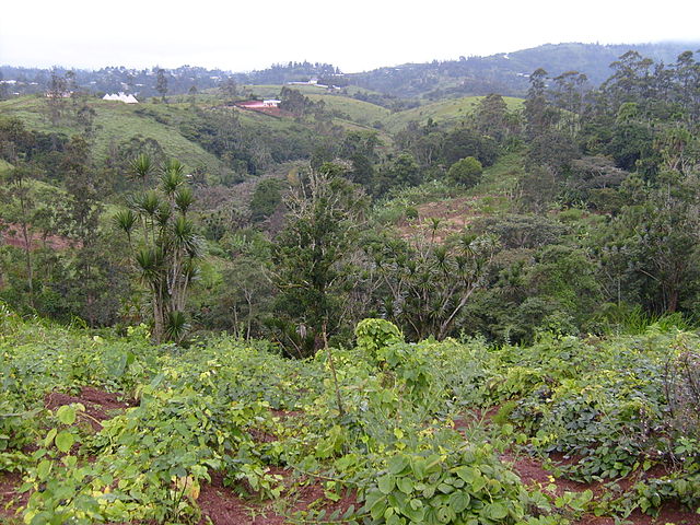 File:Cameroon - forests.jpg