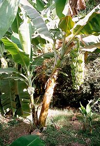 Figura 8: Banano típico
