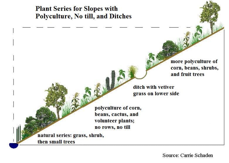 Plant Series การเพาะเลี้ยงแบบผสมผสาน notill ditches.jpg