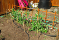 Arched bamboo stakes for peas