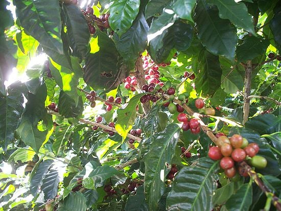 LCA of coffee - Appropedia, the sustainability wiki