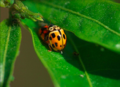 Fourteen-spotted lady beetle
