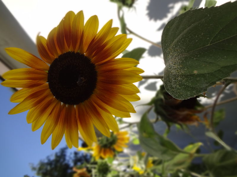 File:Dads Garden Sunflower.jpg