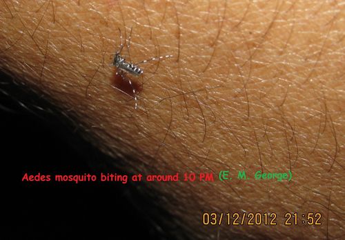Aedes mosquitoes bite during night time.JPG