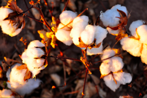 Cotton - Appropedia, the sustainability wiki
