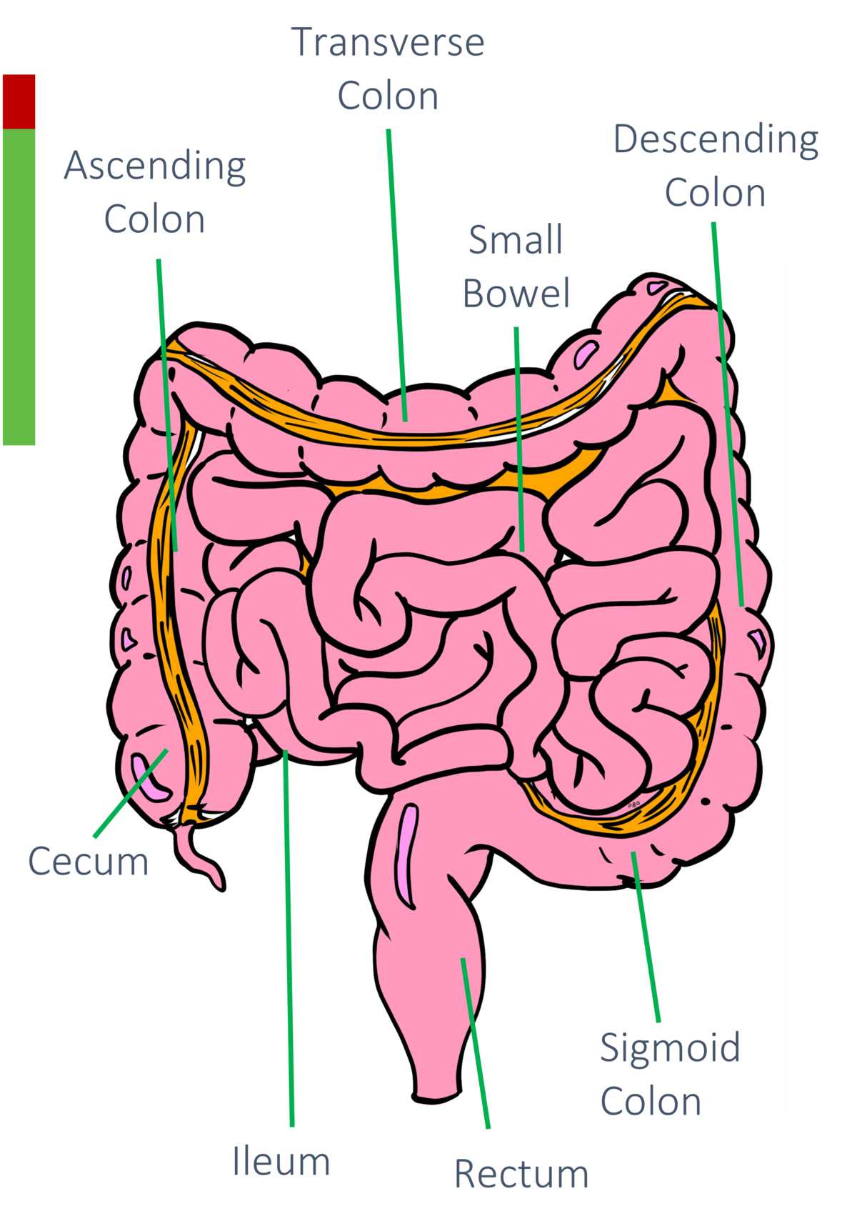 Appendix Anatomy Review Appropedia The Sustainability Wiki