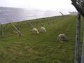 Ovejas más ecológicas: análisis del ciclo de vida de sistemas agrovoltáticos integrados para ovejas