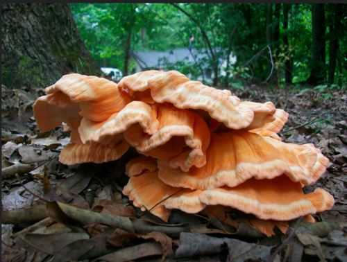 A fungus growing out of a tree on a forest floor
