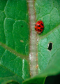 Poplar lady beetle