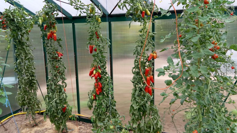 File:My Tomatoes.jpg