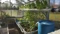 Current growing space of the educational aquaponics system at Adrian College in the greenhouse at Peele Hall.