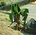 Planter des bananiers près des terrains de basket