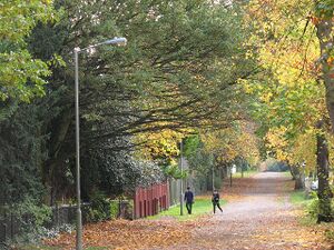 Autumn colours on Putney Park Lane - geograph.org.uk.jpg