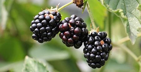 450px Blackberries01 