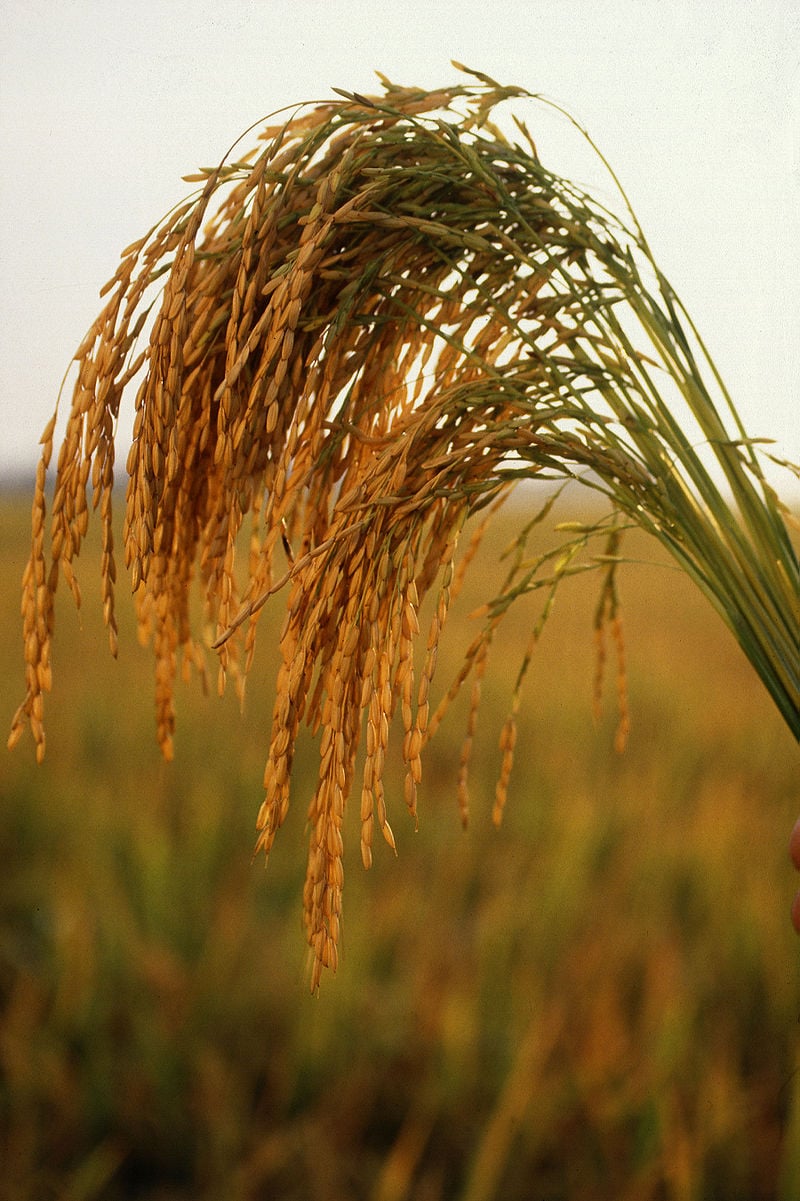 Stand Up for Your Rice! - Wikipedia