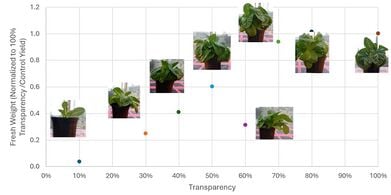 Photosynthetically Active Radiation Complexities of Agrivoltaic Policy Mandates Illustrated with Agricultural Yields with Semitransparent Photovoltaics