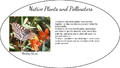 Notes on Pollinators