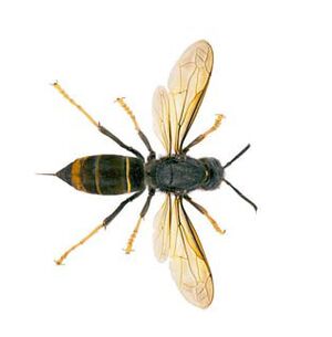 Trap Asian Hornets Non Lethal - Piège Freloins Asiatiques - Vespa ...