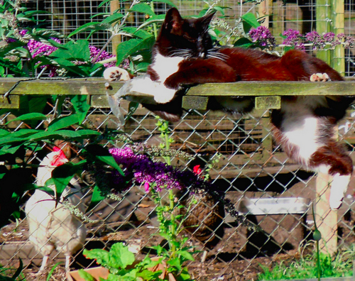 Keeping cats off your garden - Appropedia: The sustainability wiki