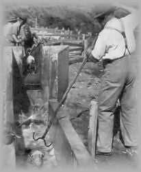 Fig 4. Sheep dipping process. (Photo from Gooreen Collection)[9]