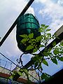 Tomato planted upside down in a hanging planter