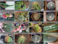 Система анализа заболеваний кактусов с открытым исходным кодом с помощью искусственного интеллекта и обработки изображений