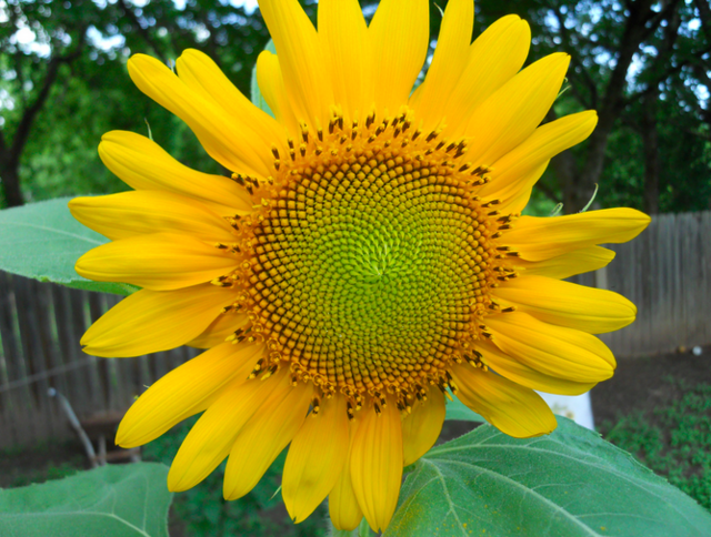Sunflower - Appropedia, the sustainability wiki