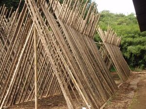 Bambu Tico drying.jpg