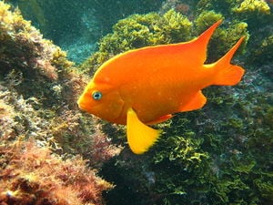 800px-Garibaldi fish.jpg