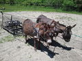 The drag tested well with this team of miniature donkeys. Total team weight is around 5-600 lbs. This size team worked well at a depth of 3" and could pull up moderate size clumps of crab grass and assorted weeds. Note this is a fairly well conditioned and trained team. For working all day in a larger field a bigger team is recommended. The author's plot is around 1/2 acre in size.