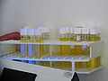 Muestras de agua de 18 diferentes fuentes de agua potable en la ciudad de Oaxaca fue analizada para buscar patógenos. Color amarillo indica un coliform fecal cual brilla bajo luz ultravioleta resultando en la presencia de E. Coli (escherichia coli)