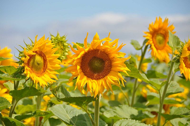 File:Sunflowers.jpg