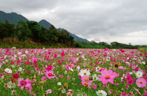 FlowerfieldYakushima.png