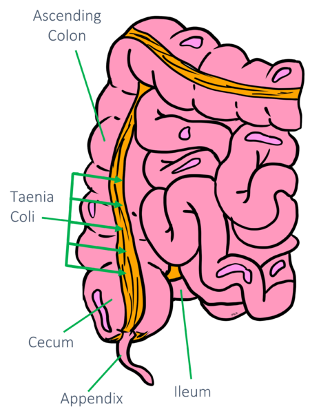 Appendix Anatomy Review Appropedia The Sustainability Wiki