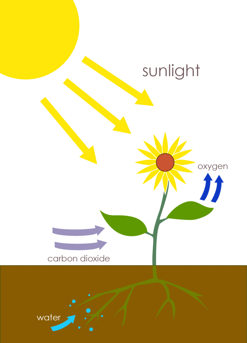 Photosynthesis - Appropedia, the sustainability wiki