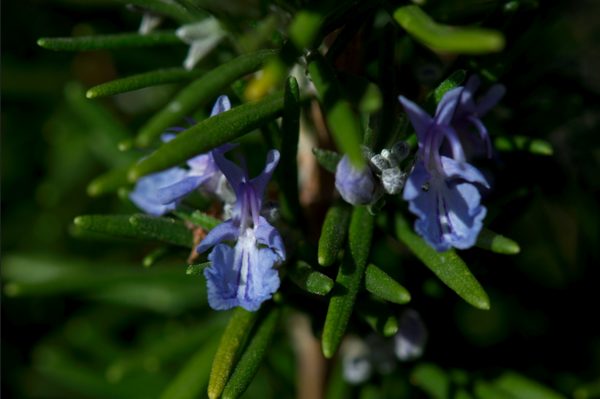 Rosemary - Appropedia, the sustainability wiki