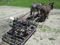 Rear view of early testing with a team of miniature donkeys